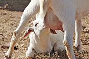180px goat kid feeding on mothers milk