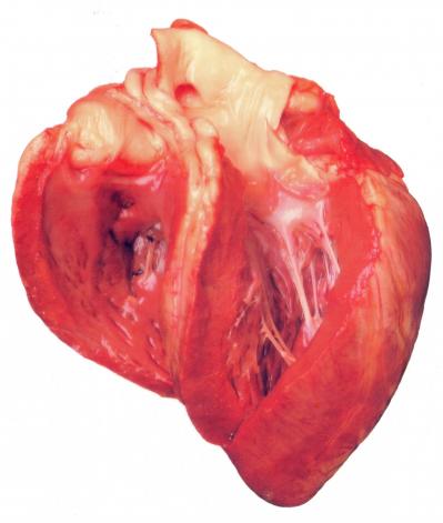 Coeur d agneau ventricules ouverts